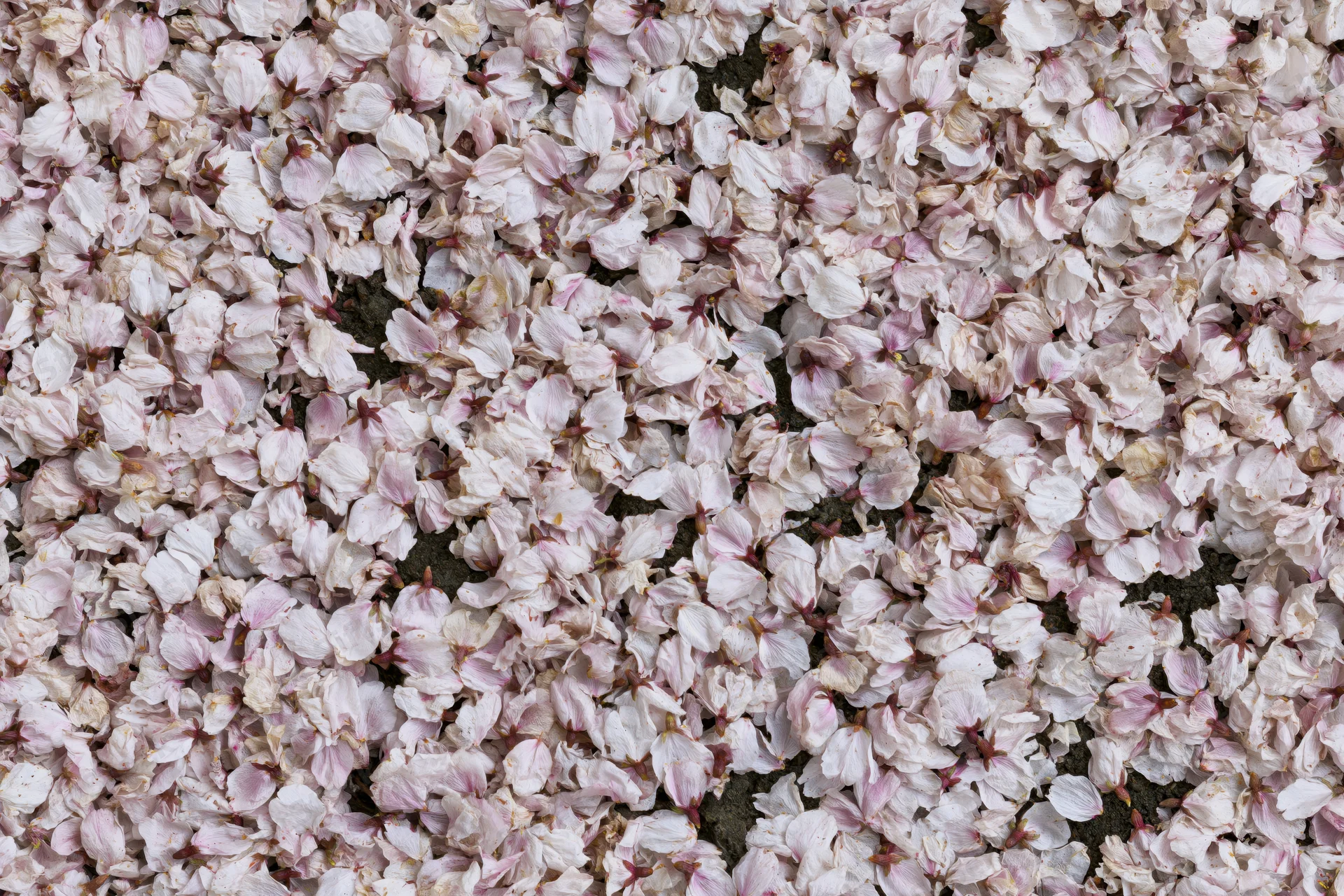 Fallen cherry blossom petals densely covering the ground in spring