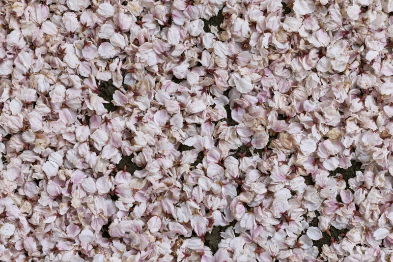 Fallen cherry blossom petals densely covering the ground in spring