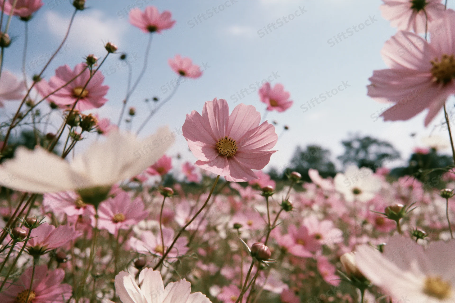 Cosmos flowers in full bloom in a field viewed from ground level under a blue sky
