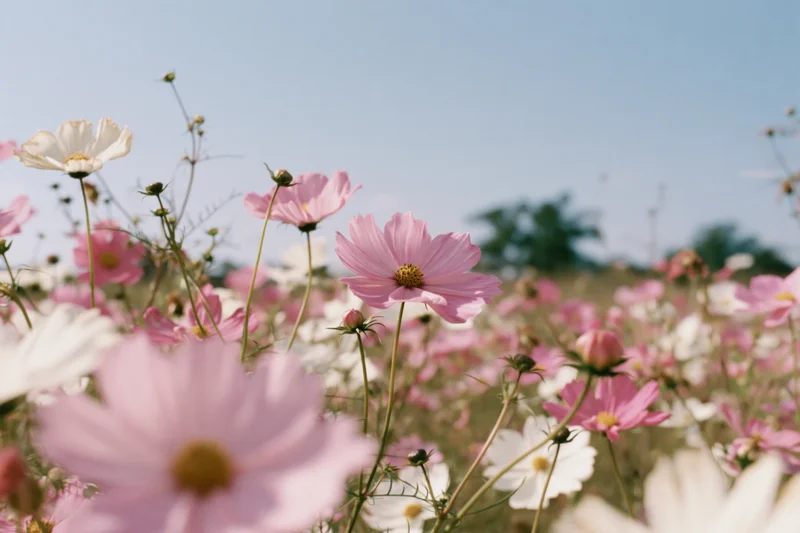 Cosmos flowers in full bloom in a field viewed from ground level