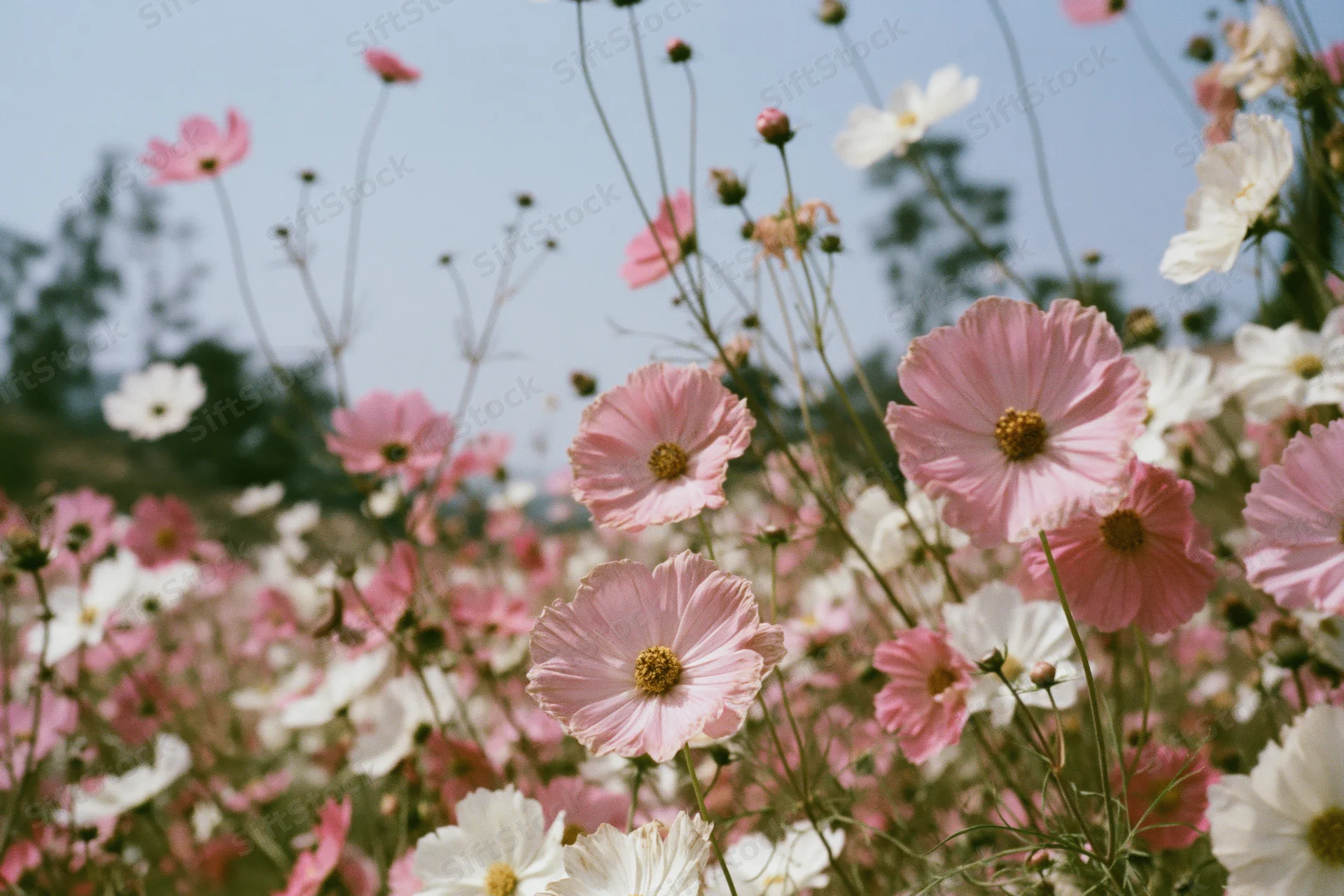 Cosmos flowers in full bloom in a field viewed from ground level