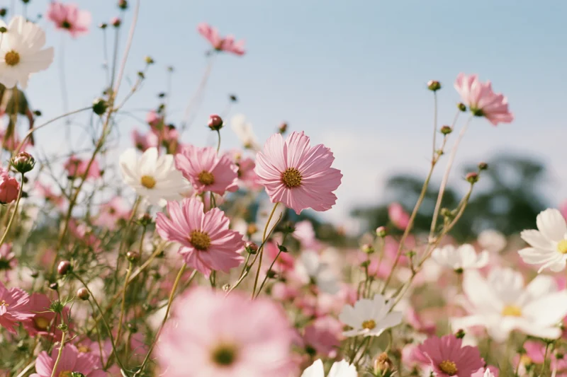 Cosmos flowers in full bloom in a field under a clear blue sky