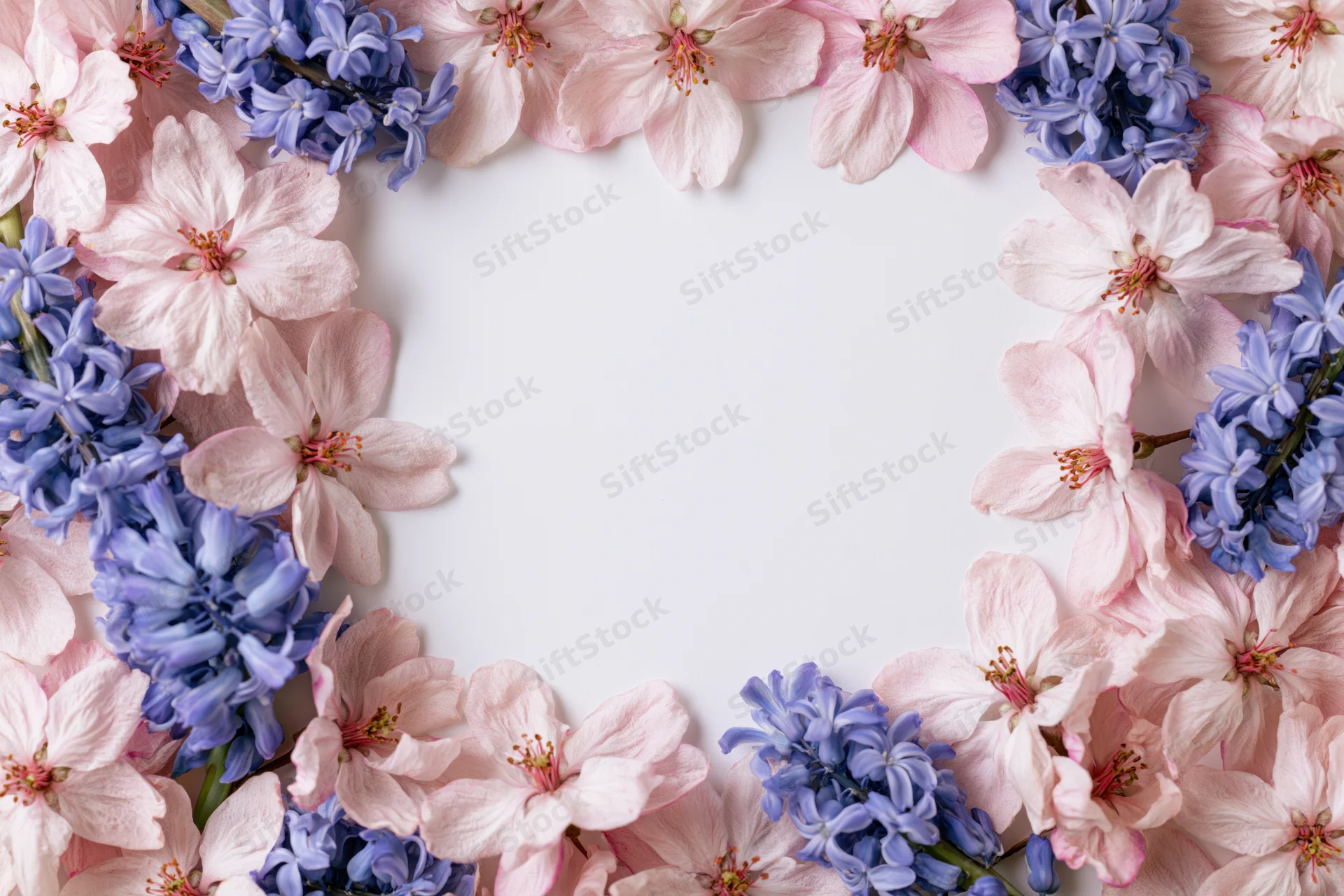 Flat lay border frame of pink apple blossoms and blue hyacinths on white background