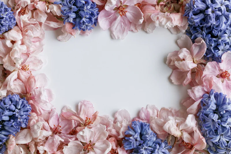 Flat lay border frame made of pink apple blossoms and blue hyacinths on white background