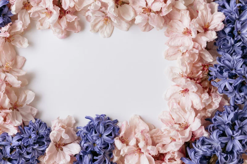 Flat lay floral border frame of pink apple blossoms and blue hyacinths on white background with copyspace