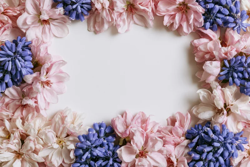 Flat lay border frame made of pink apple blossoms and blue hyacinths on white background with copyspace