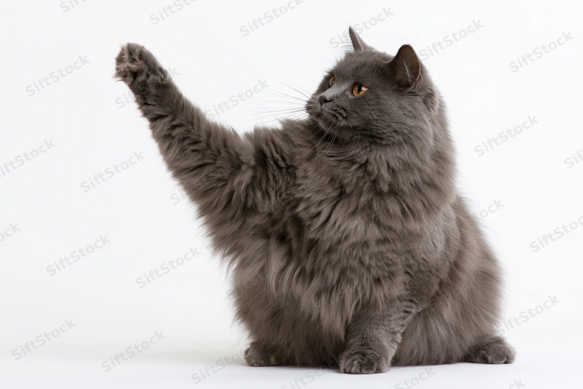 Fluffy grey longhaired cat sitting upright with one front paw raised in a waving gesture against white background