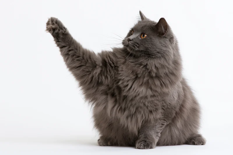 Fluffy grey longhaired cat sitting upright with one front paw raised in a waving gesture against white background