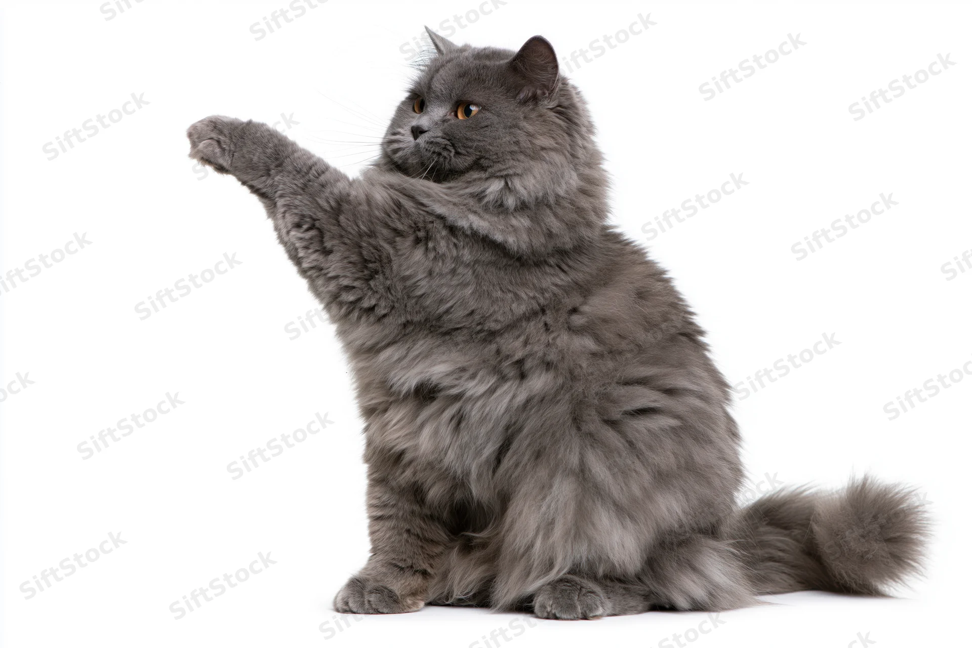 Fluffy grey longhaired cat sitting upright with one front paw raised against white background