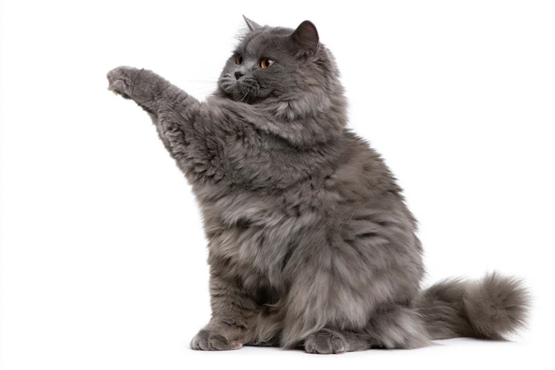 Fluffy grey longhaired cat sitting upright with one front paw raised against white background