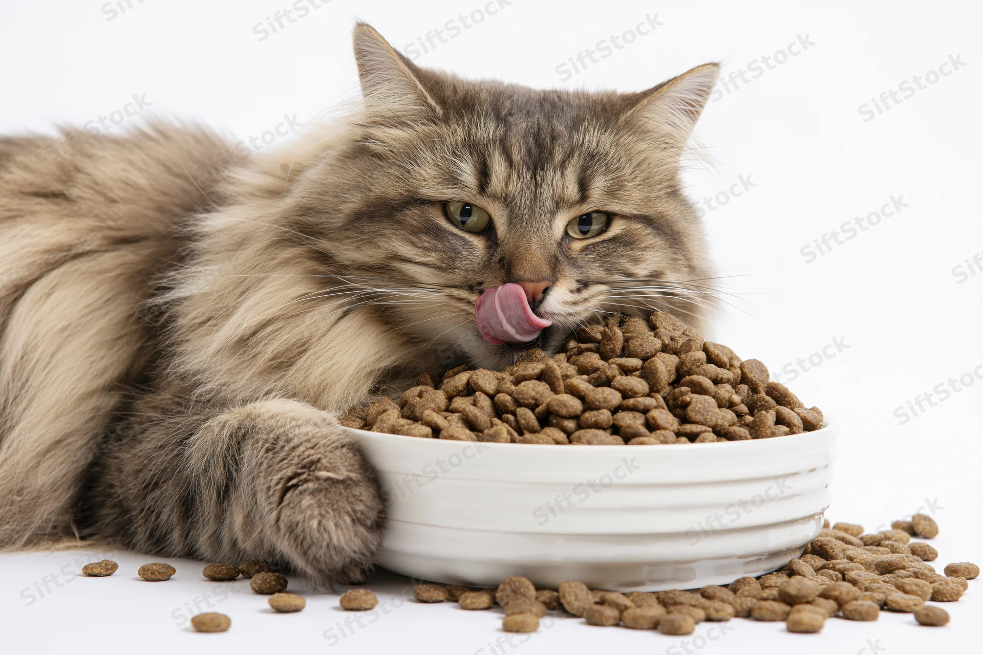 Fluffy grey tabby cat lying beside a large white ceramic bowl filled with dry kibble, licking its lips while paw rests on the bowl edge