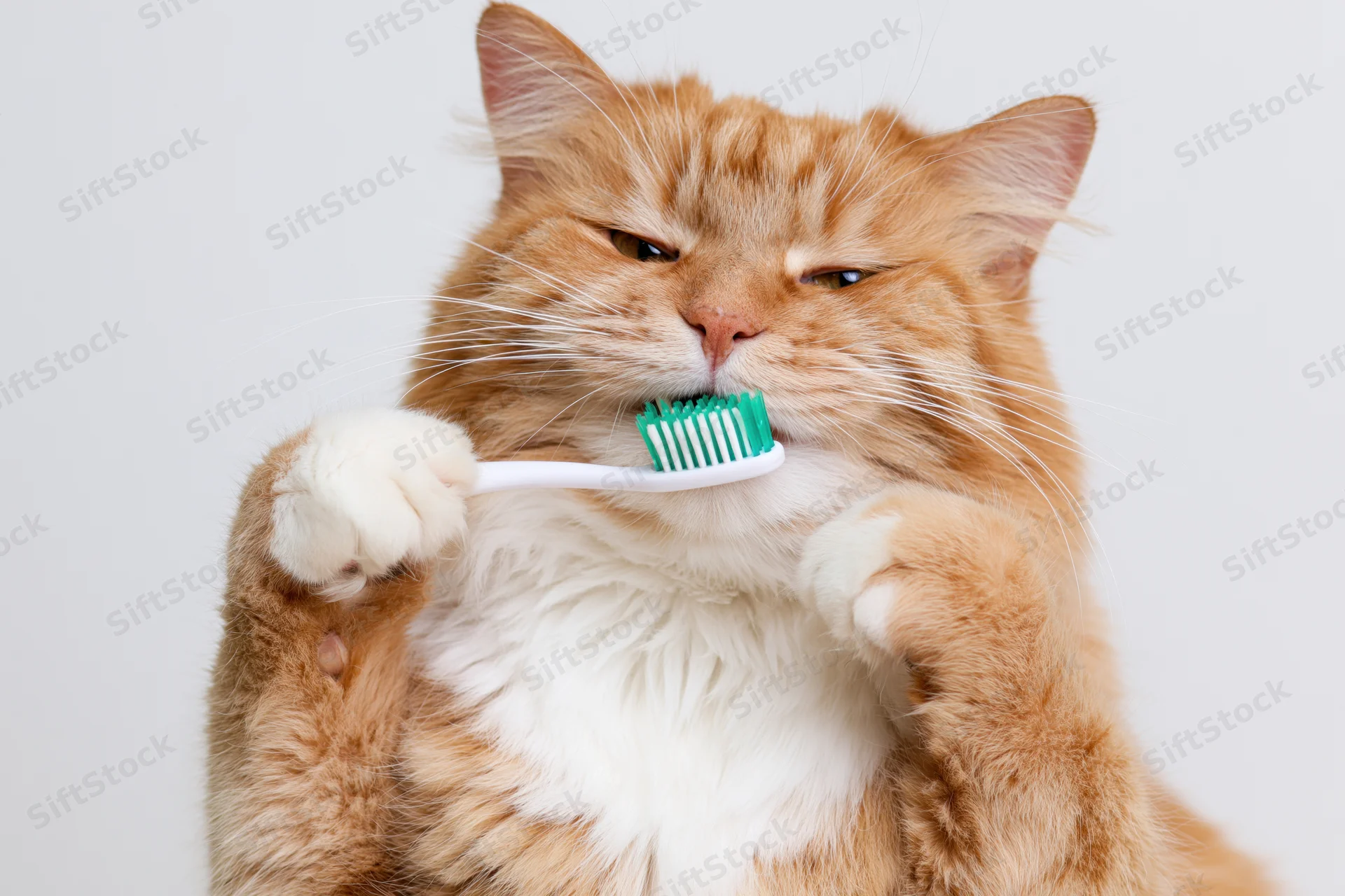 Fluffy orange and white tabby cat holding toothbrush in paws while brushing teeth in studio setting