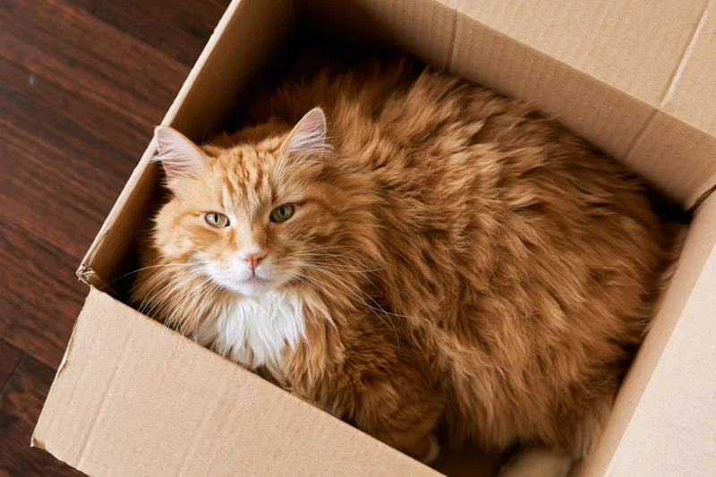 Fluffy orange tabby cat lounging inside open cardboard box on hardwood floor