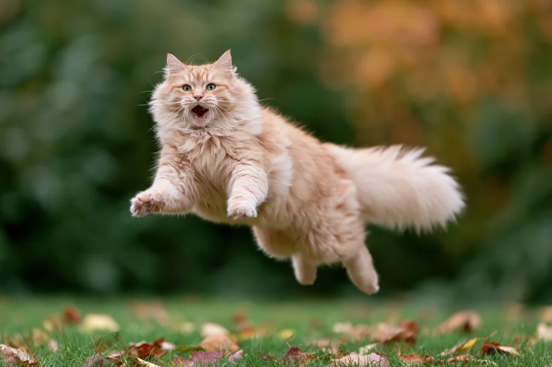 Fluffy orange tabby cat mid-leap with paws outstretched over grassy lawn scattered with autumn leaves