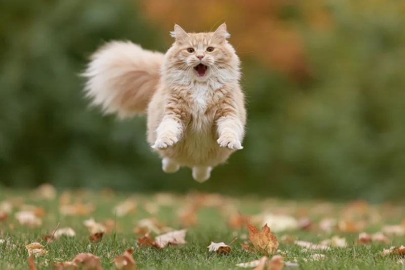 Fluffy orange tabby cat mid-leap with paws outstretched over grassy ground scattered with autumn leaves