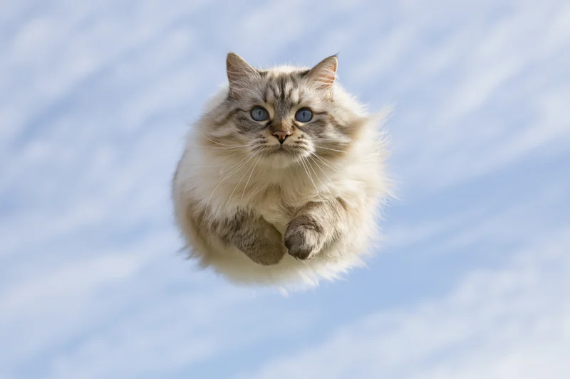 Fluffy ragdoll cat mid-leap with paws tucked against a cloudy sky