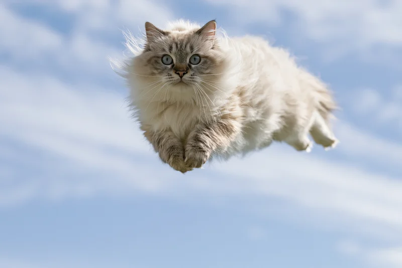 Fluffy ragdoll cat mid-leap with paws tucked against blue sky background