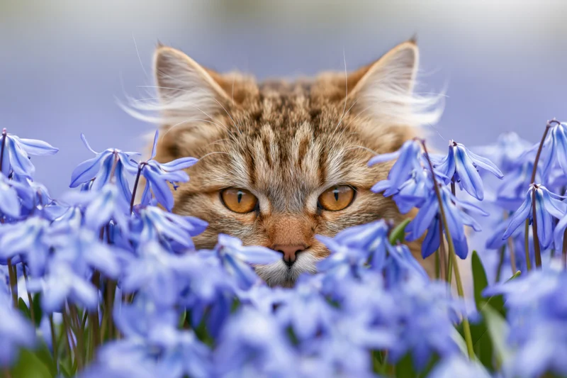 Fluffy tabby cat peering through blue flowers in a spring garden