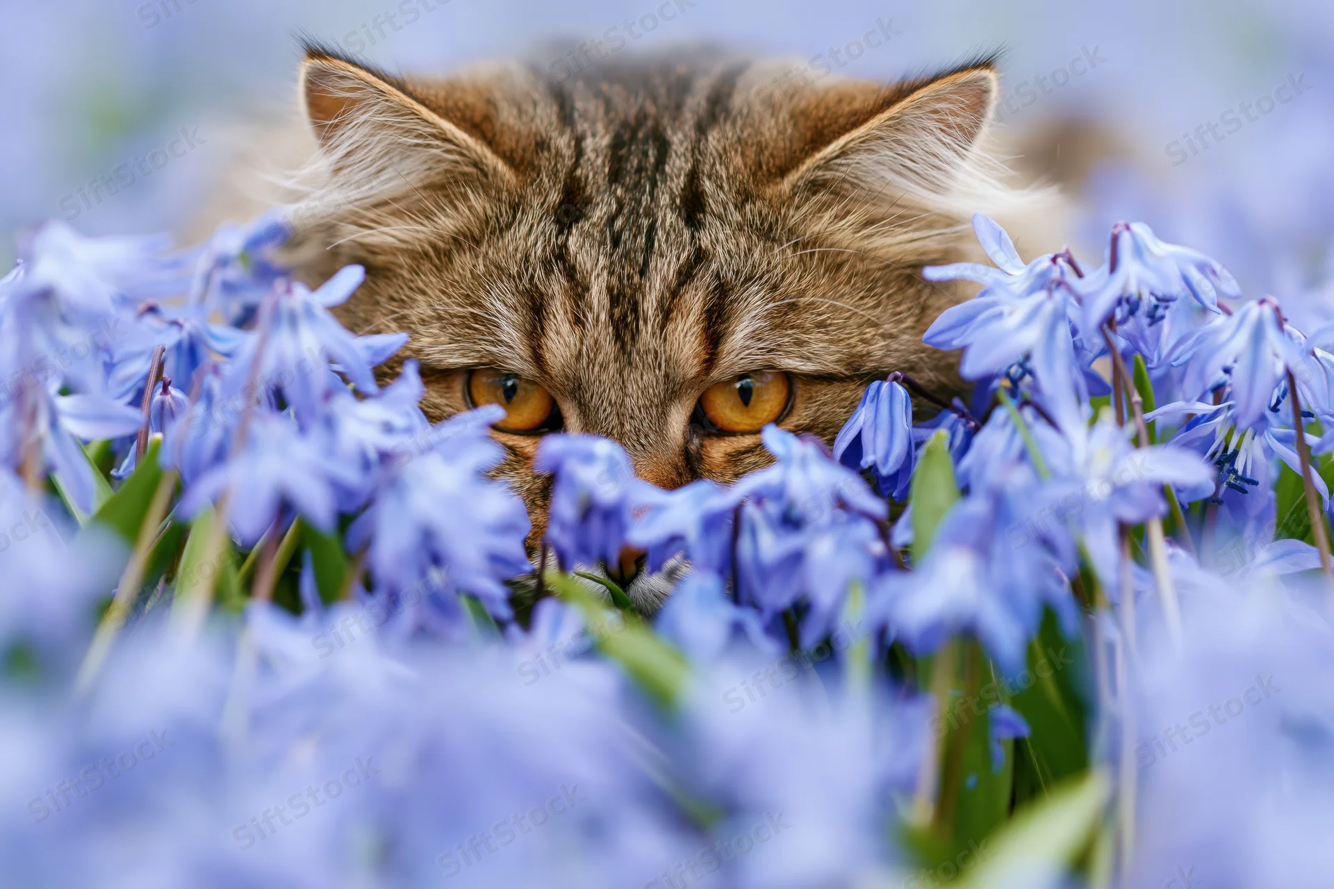 Fluffy tabby cat peering through blue spring flowers in a garden