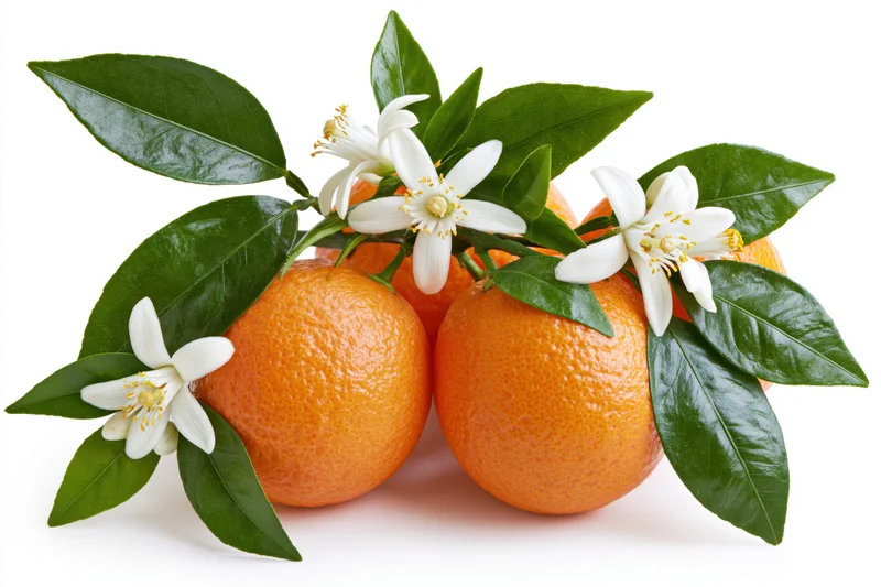 Ripe oranges on a citrus branch with blossoms and green leaves isolated on white