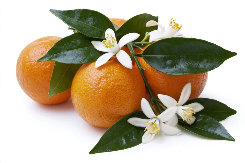 Ripe oranges clustered on a citrus branch with blossoms and leaves against white background