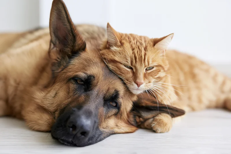 German shepherd dog lying on light wood floor with orange tabby cat resting head on its side