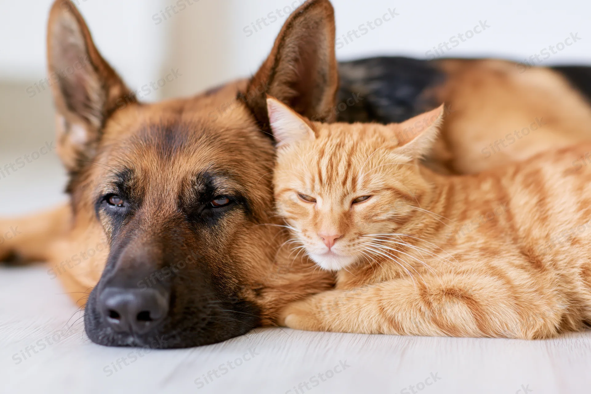 German shepherd and orange tabby cat lying together on light wood floor