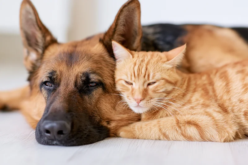 German shepherd and orange tabby cat lying together on light wood floor