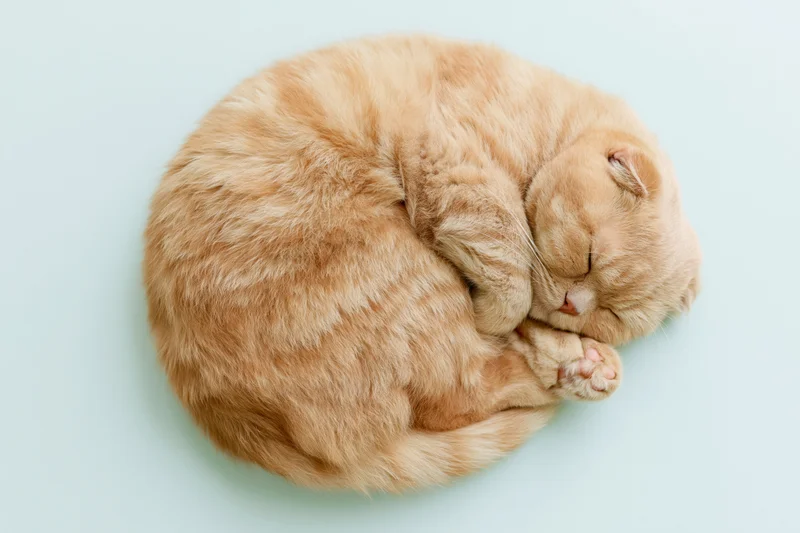 Ginger scottish fold cat sleeping curled up on light blue background