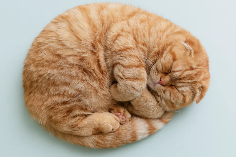 Ginger scottish fold cat sleeping curled up with eyes closed on light blue background