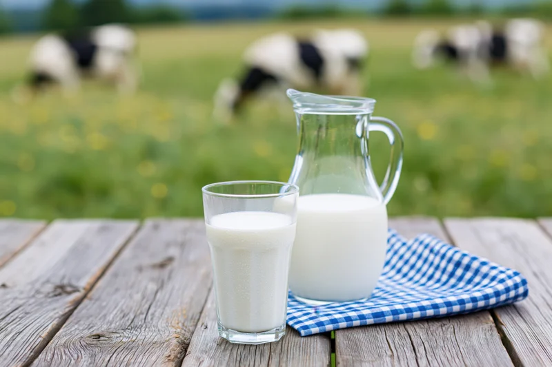 Glass of milk and pitcher on wooden table with cows grazing in field behind