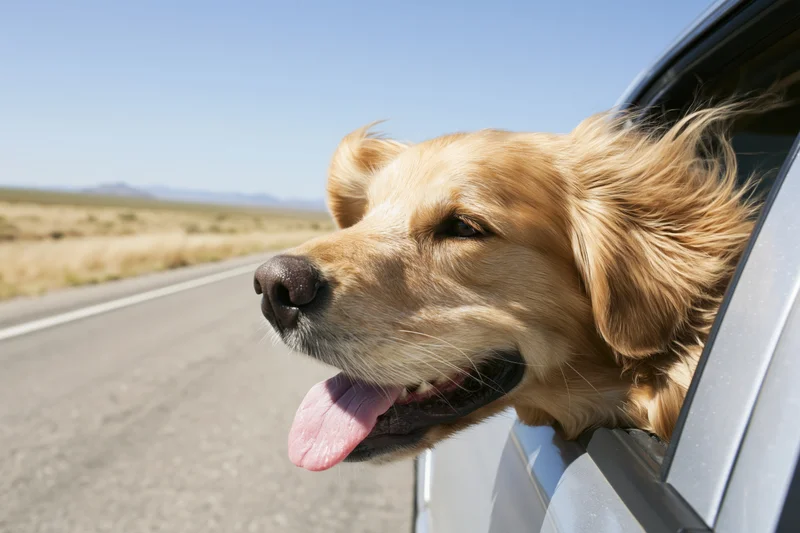 Golden retriever leaning head out of moving car window with tongue out on open road