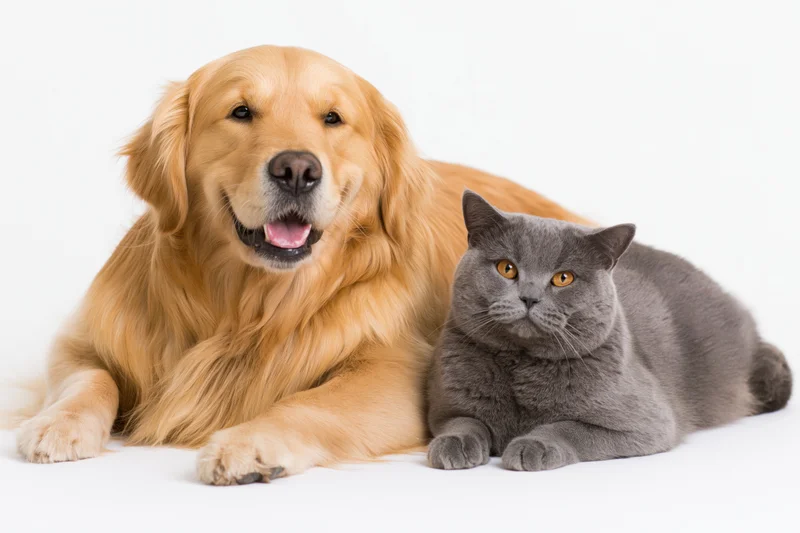 Golden retriever lying down with mouth open beside a grey british shorthair cat on white background