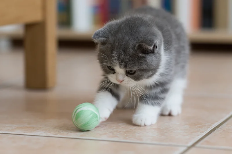 Grey and white british shorthair kitten batting a small green ball on tiled floor indoors