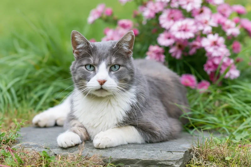 Gray and white domestic cat lying on a flat stone in a garden with pink flowers and green grass around