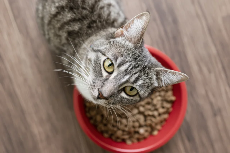 Grey tabby cat eating dry kibble from red bowl on wooden floor looking up