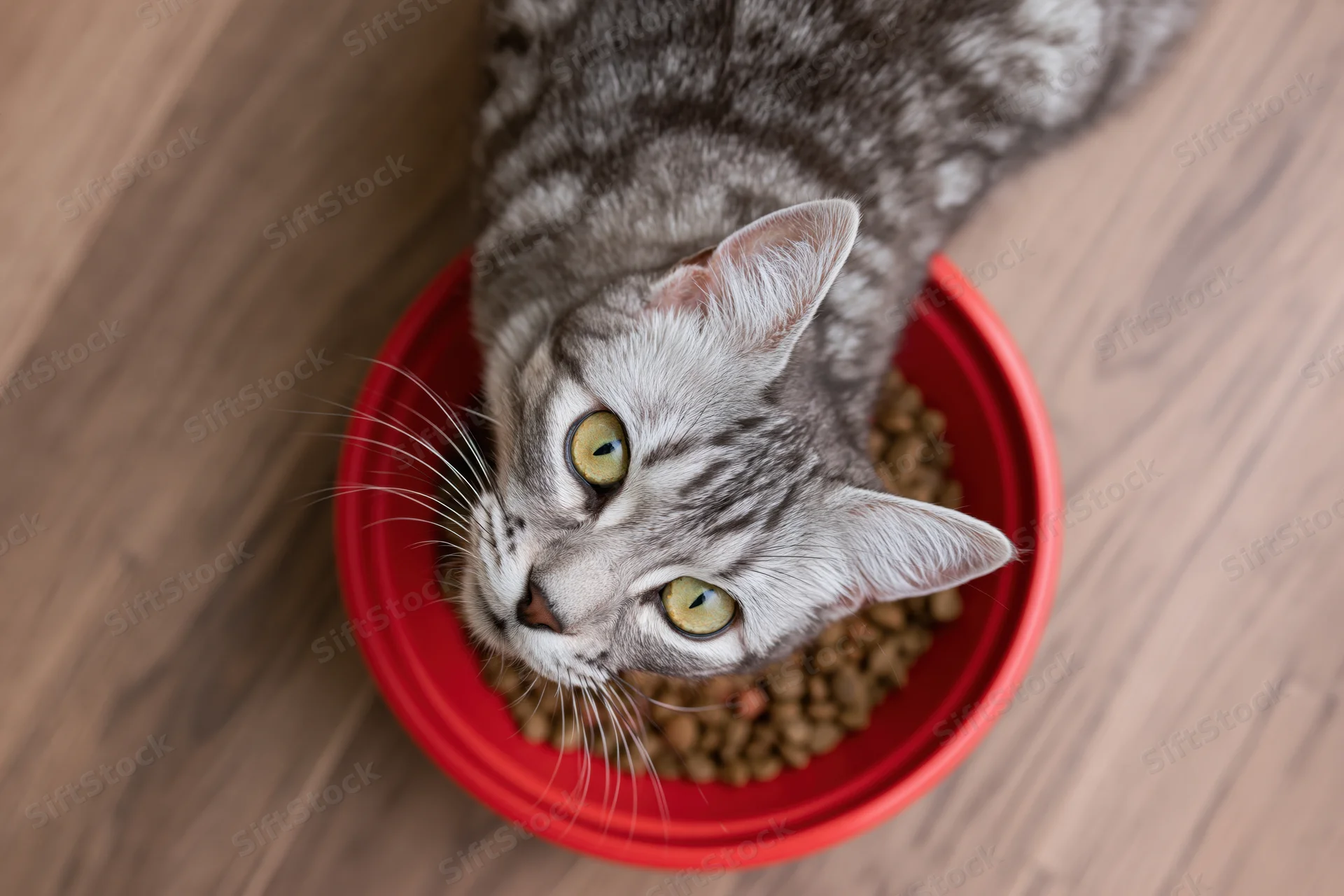 Grey tabby cat eating dry kibble from a red bowl on wooden floor