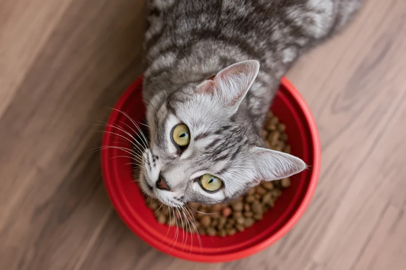 Grey tabby cat eating dry kibble from a red bowl on wooden floor