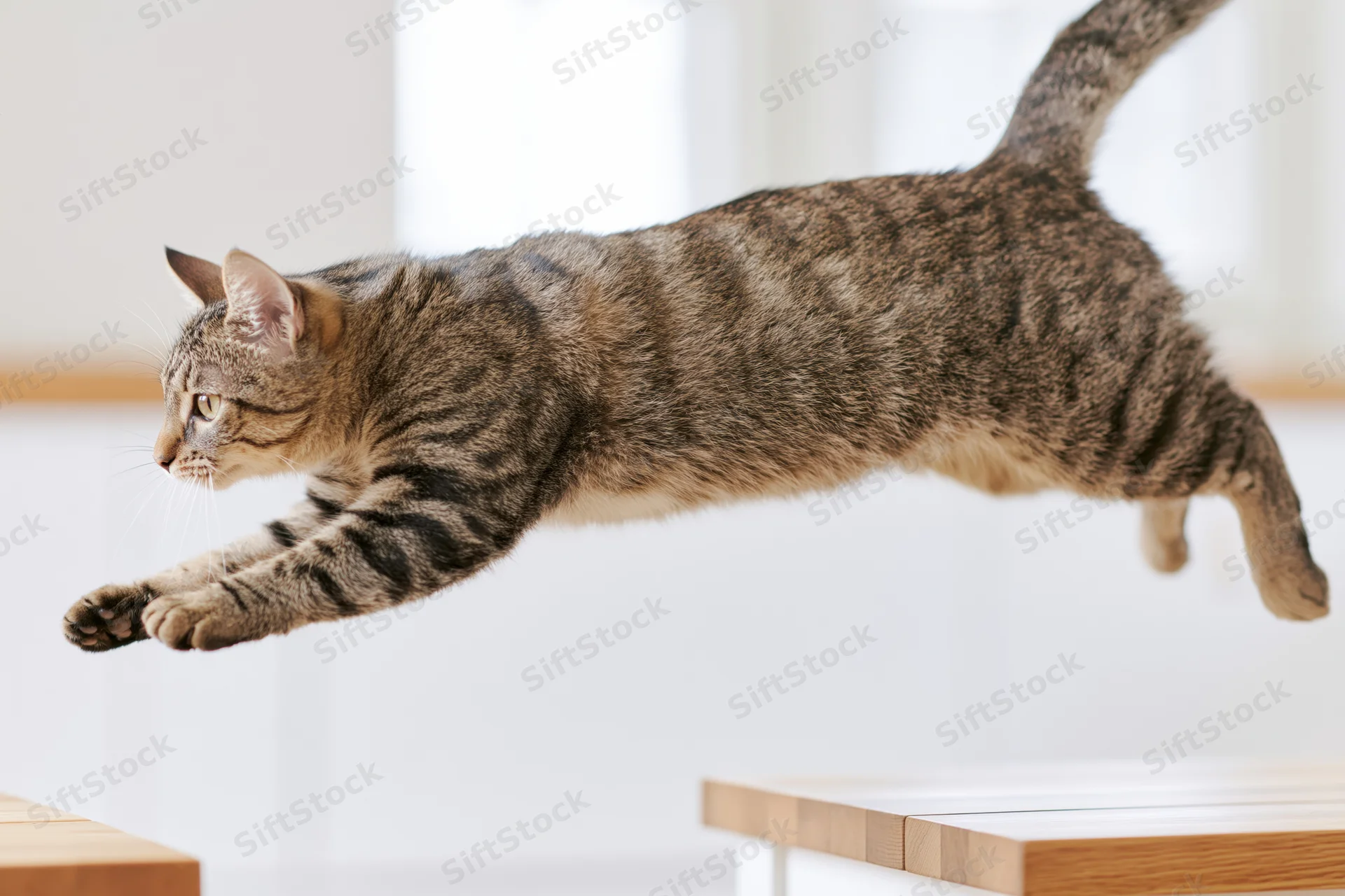 Grey tabby cat mid-leap between two wooden benches in a bright indoor space