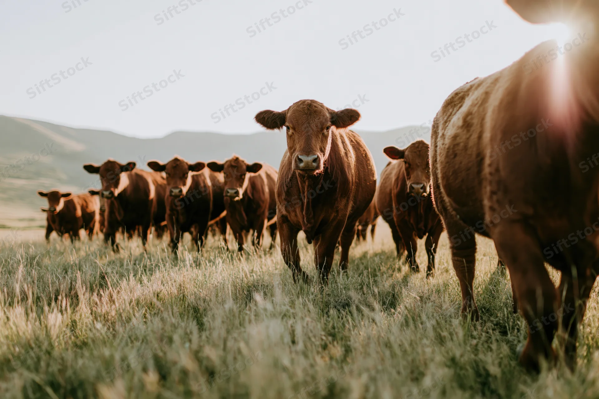 Herd of red angus cattle walking toward camera across grassy pasture at golden hour