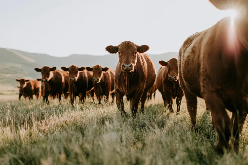 Herd of red angus cattle walking toward camera across grassy pasture at golden hour