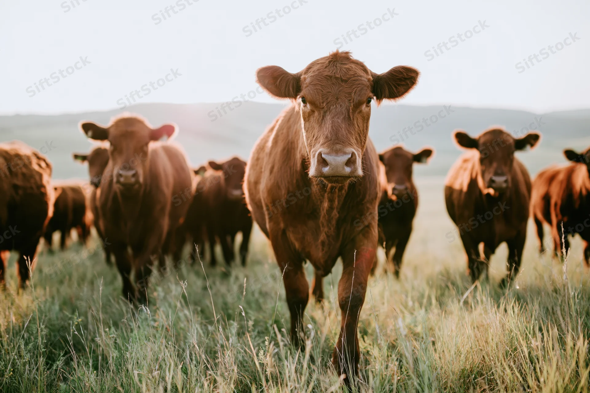 Herd of red angus cattle walking toward camera in a grassy pasture