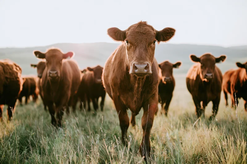 Herd of red angus cattle walking toward camera in a grassy pasture
