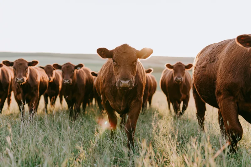 Herd of red angus cattle walking toward the camera in a grassy pasture
