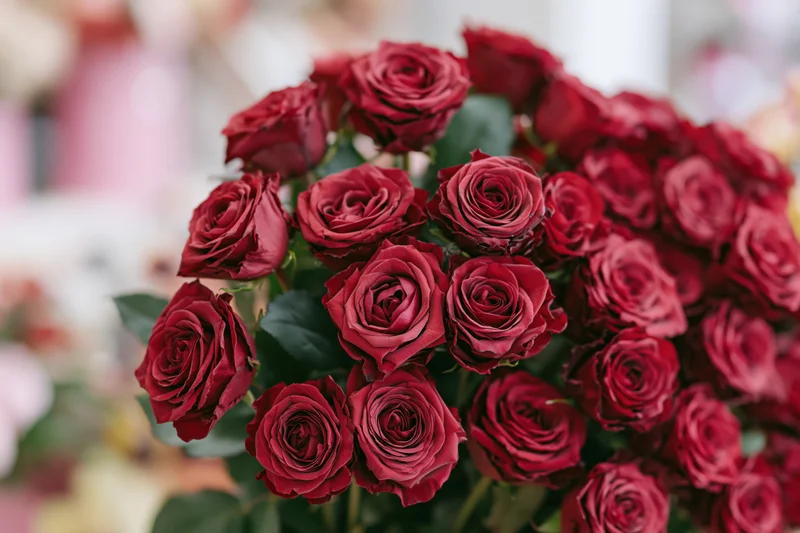 Large bouquet of deep red roses tightly packed together with green leaves in soft focus background