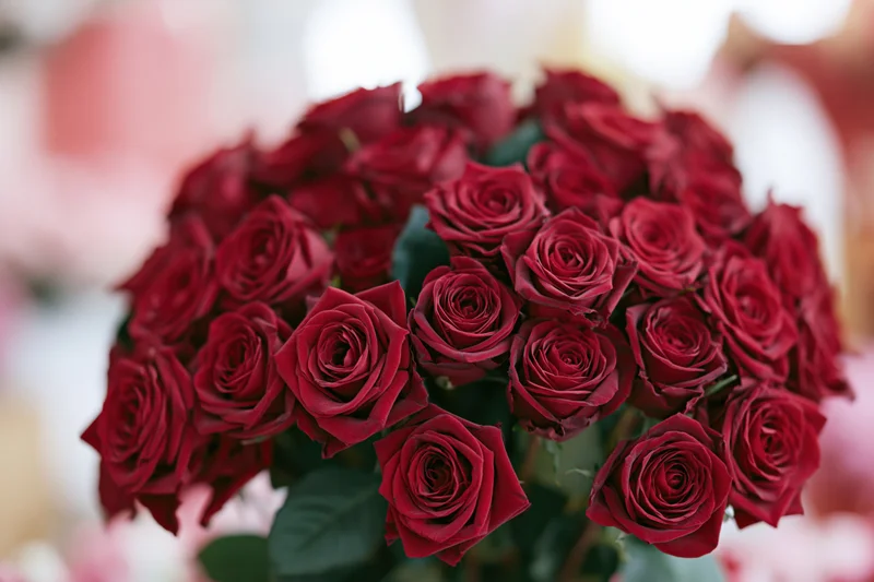 Large bouquet of deep red roses tightly packed together with green leaves and soft blurred background