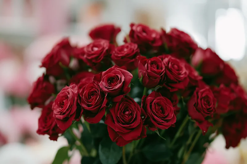 Large bouquet of deep red roses tightly packed together with green stems and leaves, close-up view with blurred background