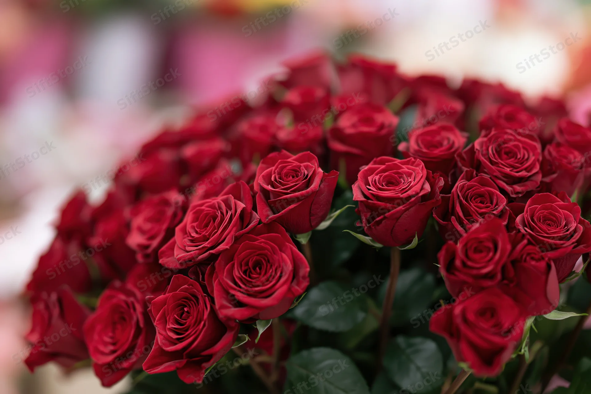 Large bouquet of deep red roses tightly packed together with green stems and leaves, blurred background