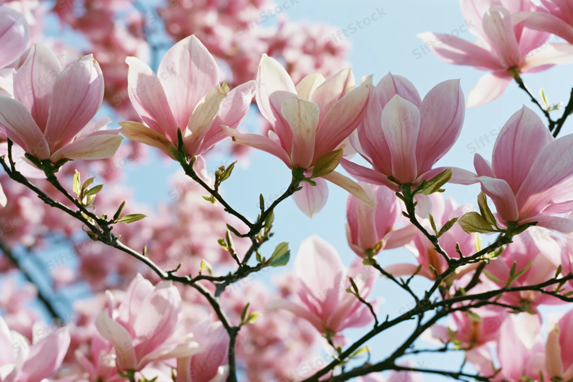 Magnolia tree branches with fully open pink blossoms against a blue sky