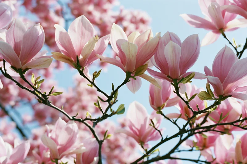 Magnolia tree branches with fully open pink blossoms against a blue sky